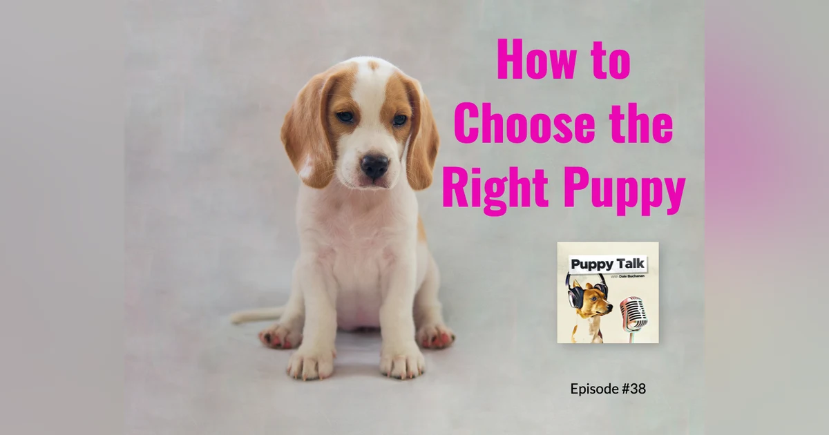 How to Choose the Right Puppy