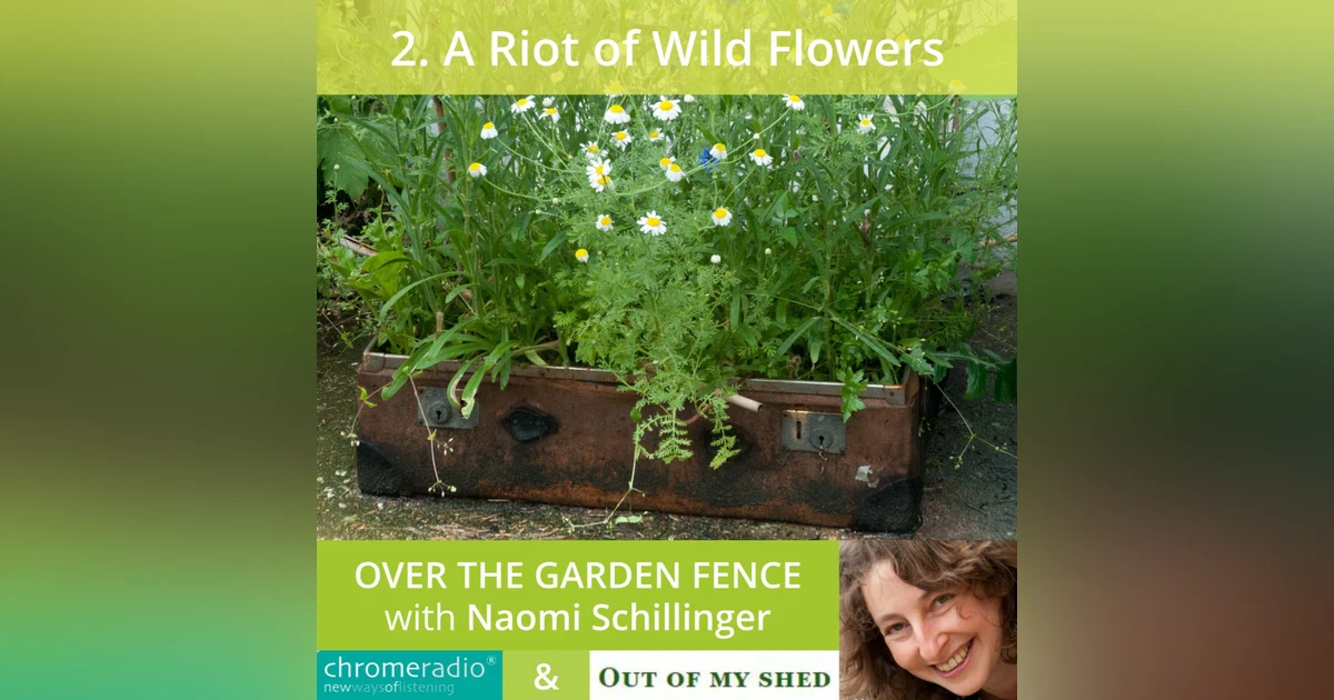 OVER THE GARDEN FENCE 2 | A Riot of Wild Flowers