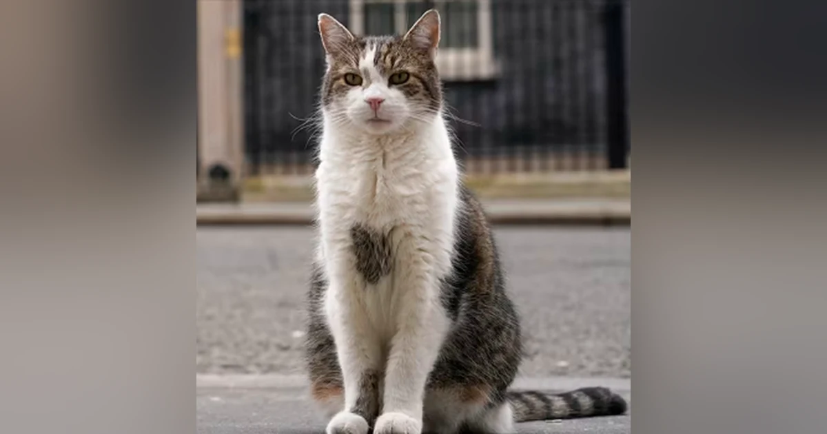 Meet Larry the Cat, Britain's Unofficial Political Mascot