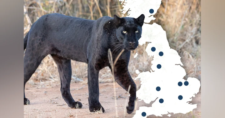 image for Why Are So Many Big Cats Being Seen Across the UK