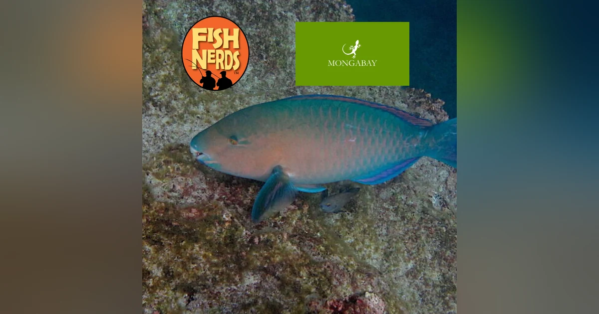 Erik Hoffner Monga Bay and Sex with Clown Fish EP 348
