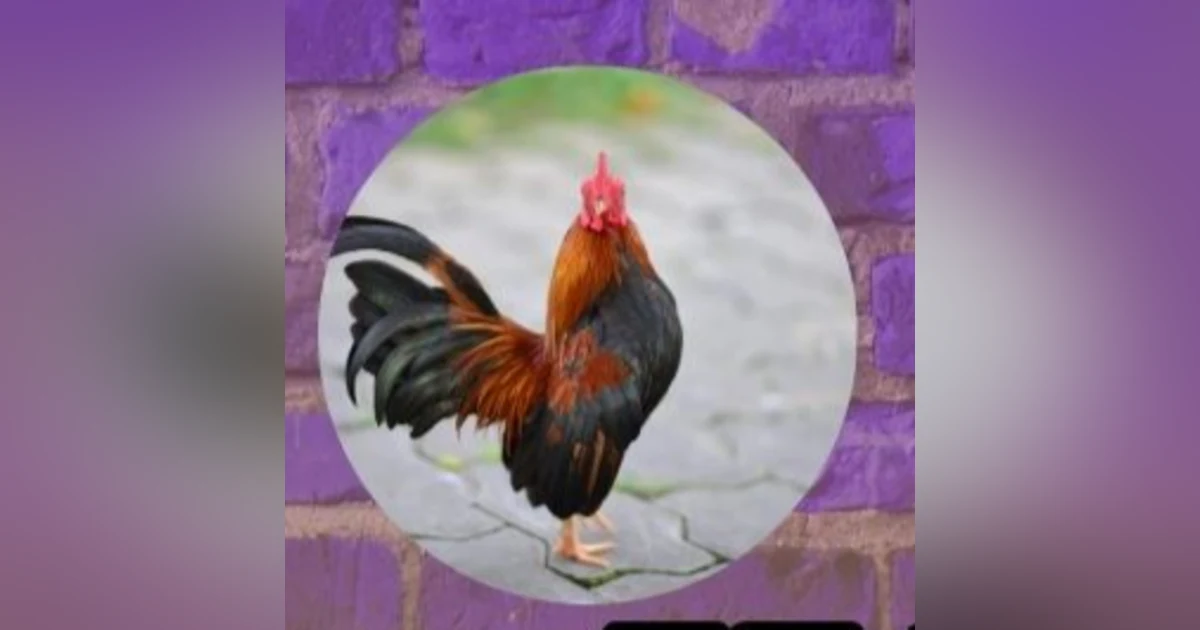 Ifa & The Rooster