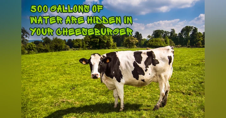 image for How Much Water is Hidden in a Cheeseburger?