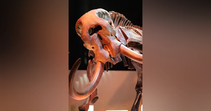 image for Dinosaurs and the Founding Fathers