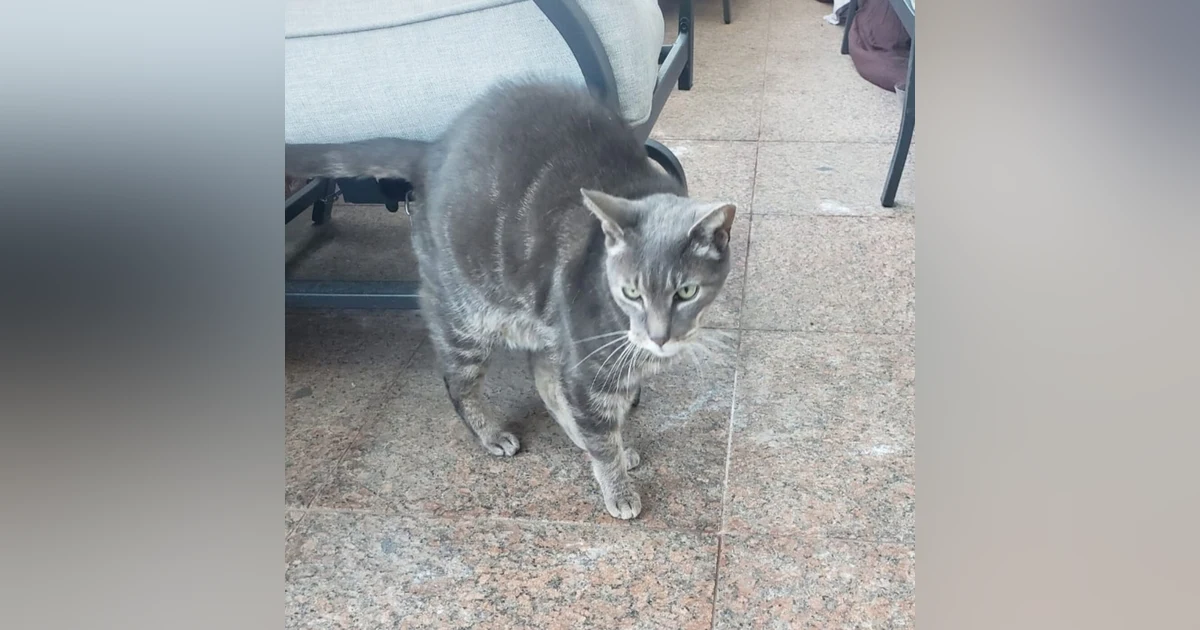 The neighborhood cat and Preezy's pet, whom she took care of for 9 years Mr. STREETZ has died.