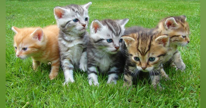 image for Cats, Coffee, and Conscious Franchising