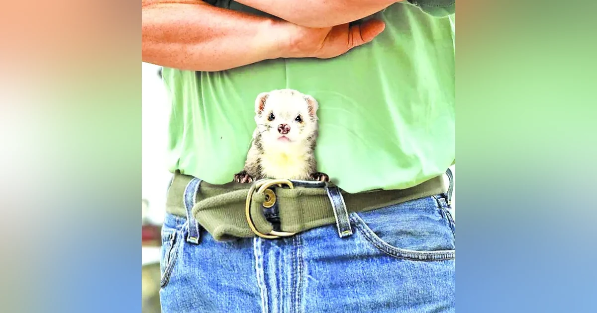 The King of the Ferret Leggers