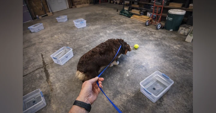 image for Why I'll Always Let My Dog Sniff Distractors