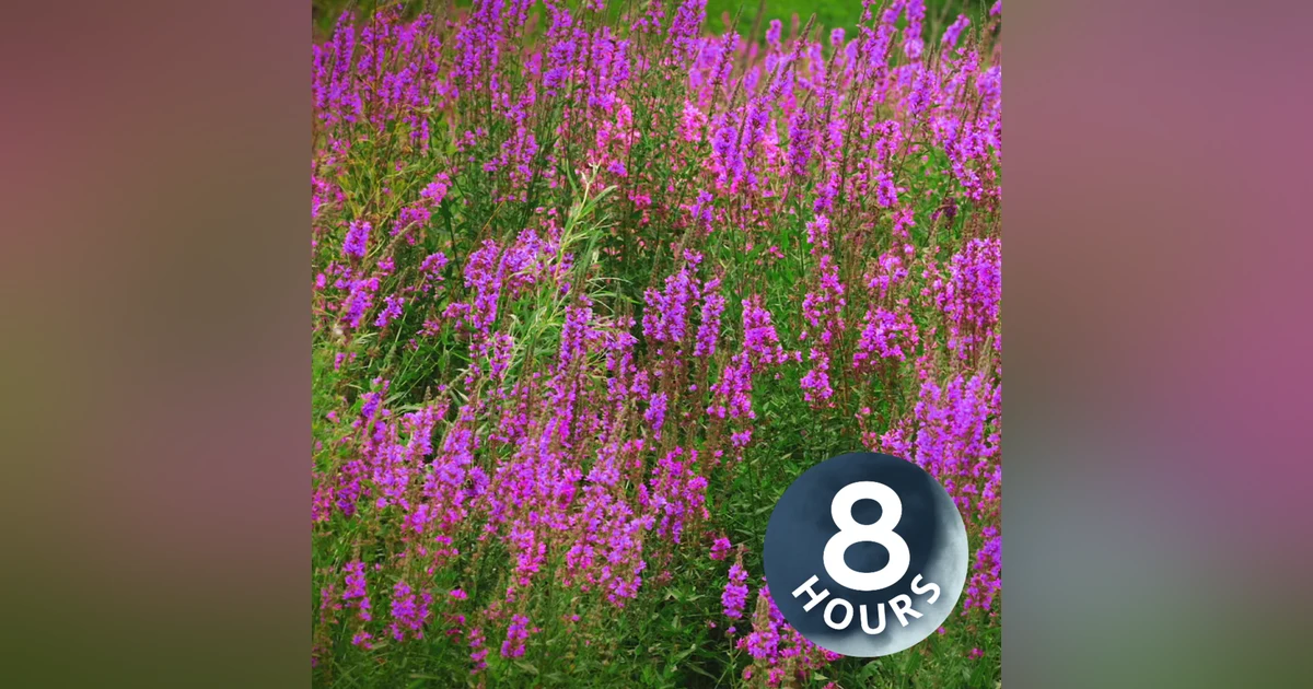 Soothing Wind Sounds for Studying, Concentration & Relaxation 8 Hours