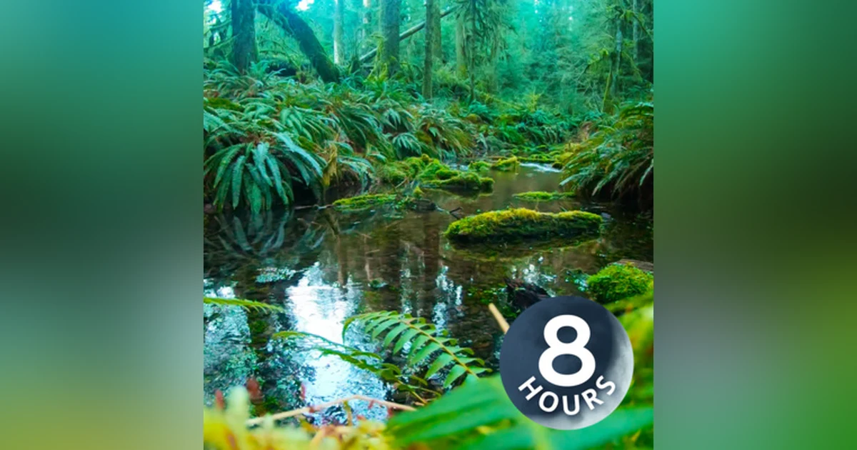 Creek Sounds for Sleeping, Studying or Relaxing | Rainforest Water White Noise 8 Hours
