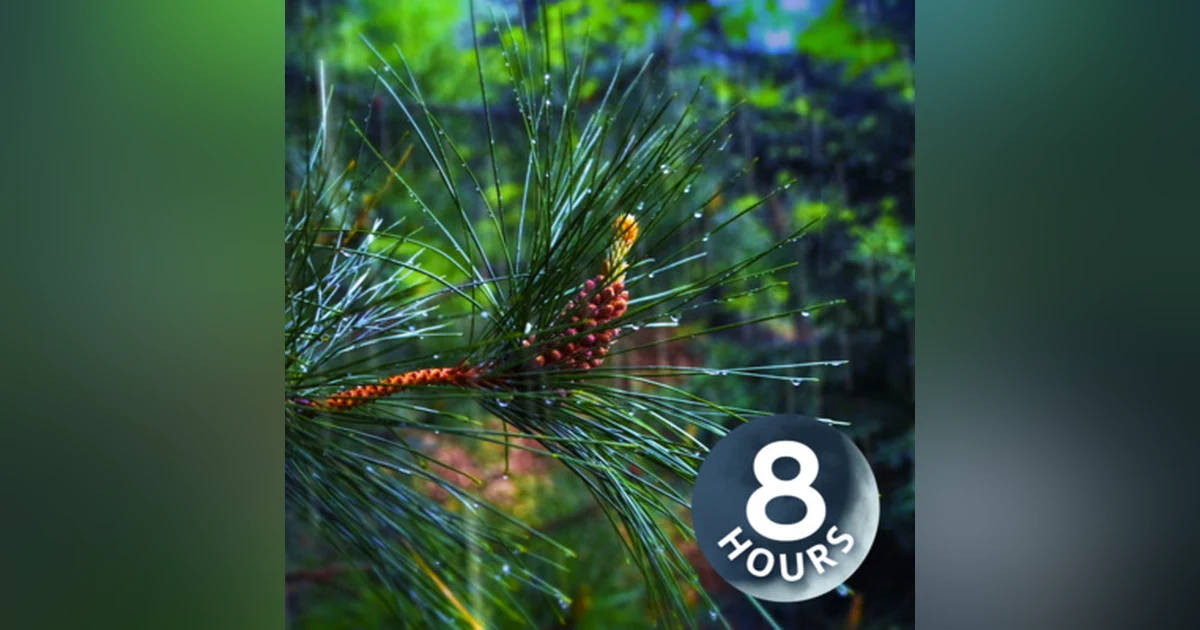 Relaxing Rain Sounds & Forest Ambience 8 Hours I for Stress Relief or Sleep