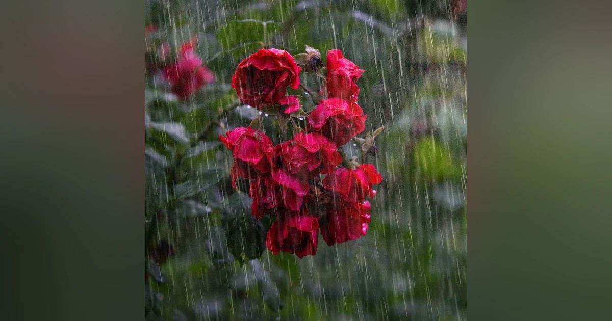 Heavy Rain Natural Relaxing Music for Deep Relaxation and Stress Relief