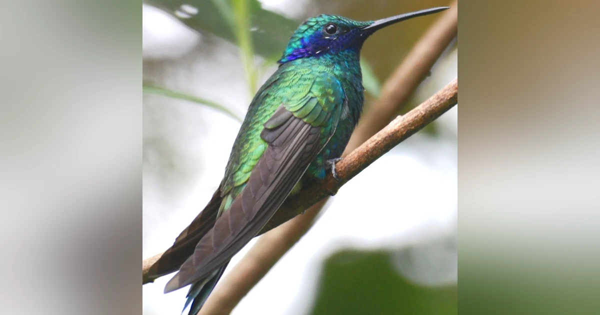 Historias de Miedo Diciembre 22 2020 EL COLIBRÍ