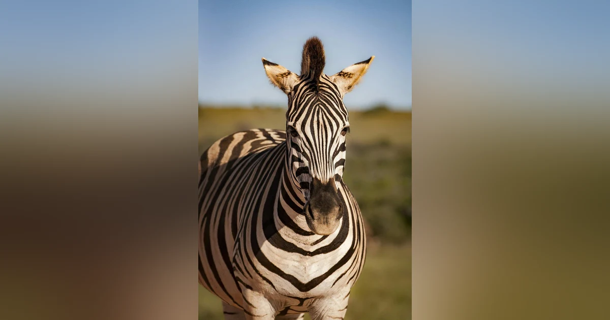 Can a Zebra EVER Change His Stripes? Should We Trust Him To?