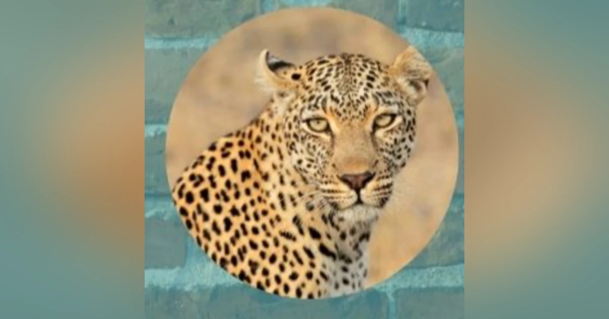 Ifa Animals Leopard