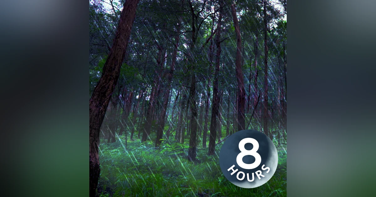 Rain Falling Sounds in Australian Forest 8 Hours I White Noise for Sleep or Focus
