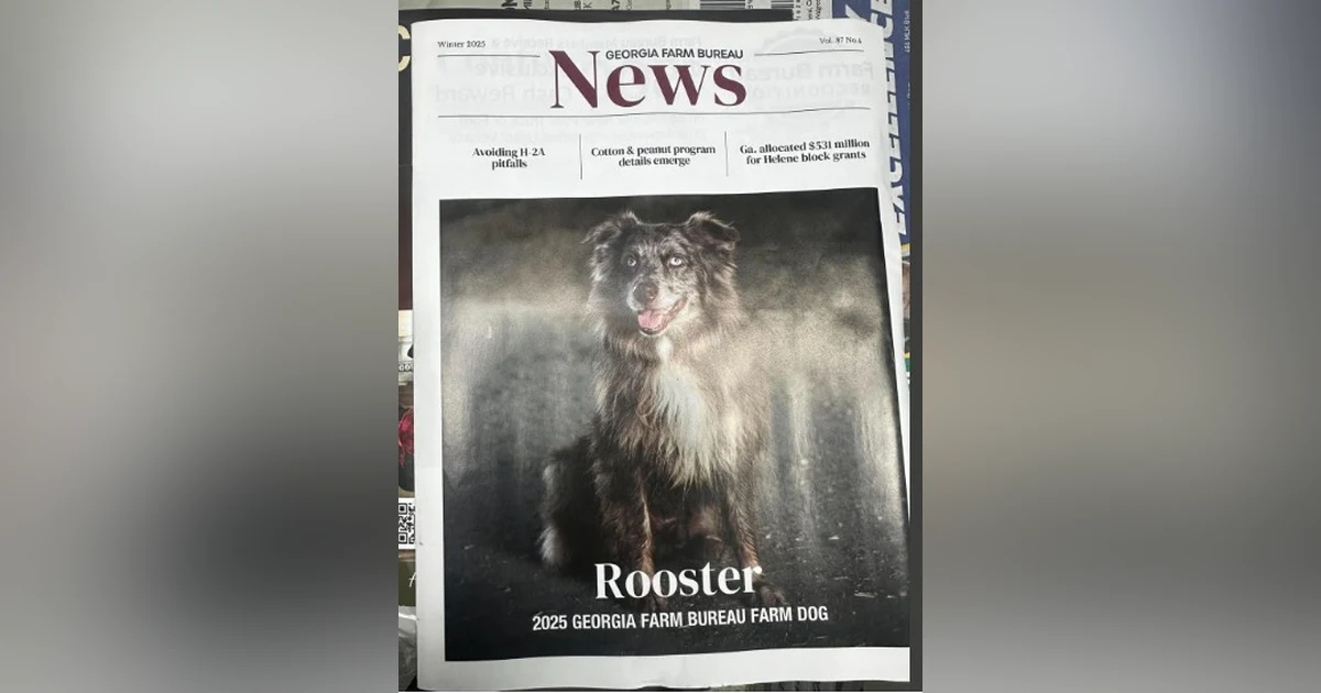 The Australian Shepherd That Replaced Four Cowboys