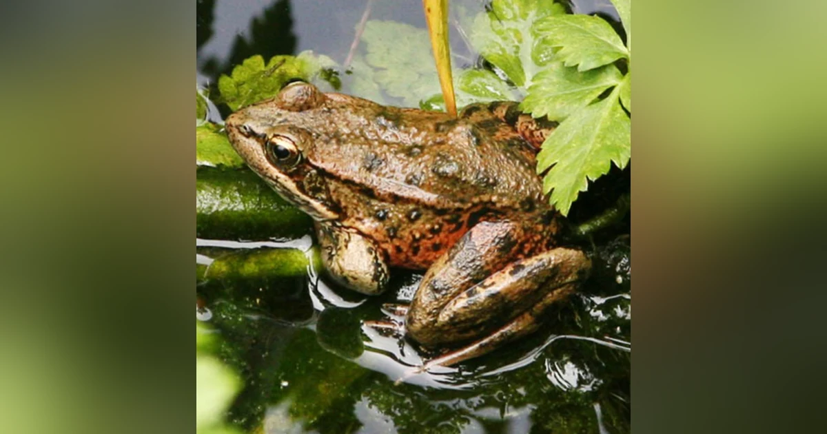 California Red-Legged Frogs with Brad Hollingsworth