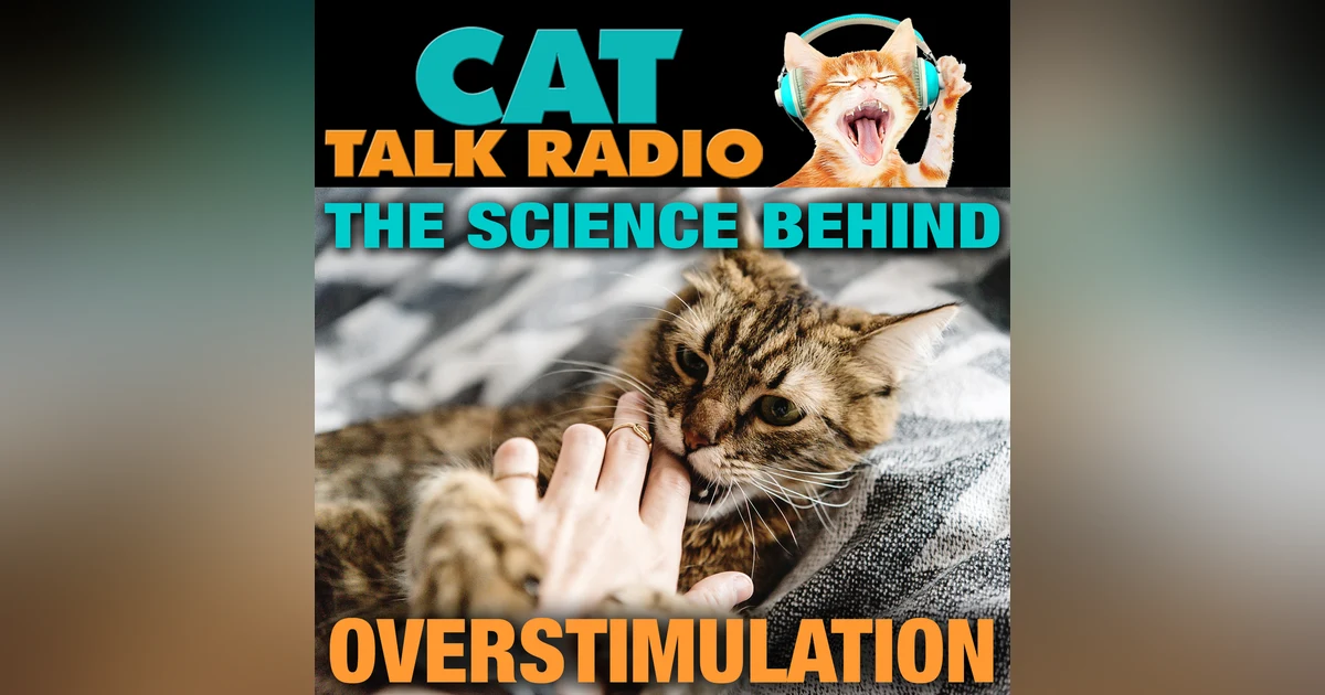 The Science Behind the Overstimulated Cat