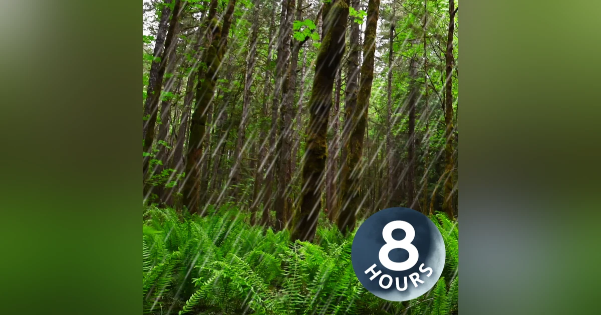 Rainfall in Forest Creates Super Relaxing White Noise 8 Hours