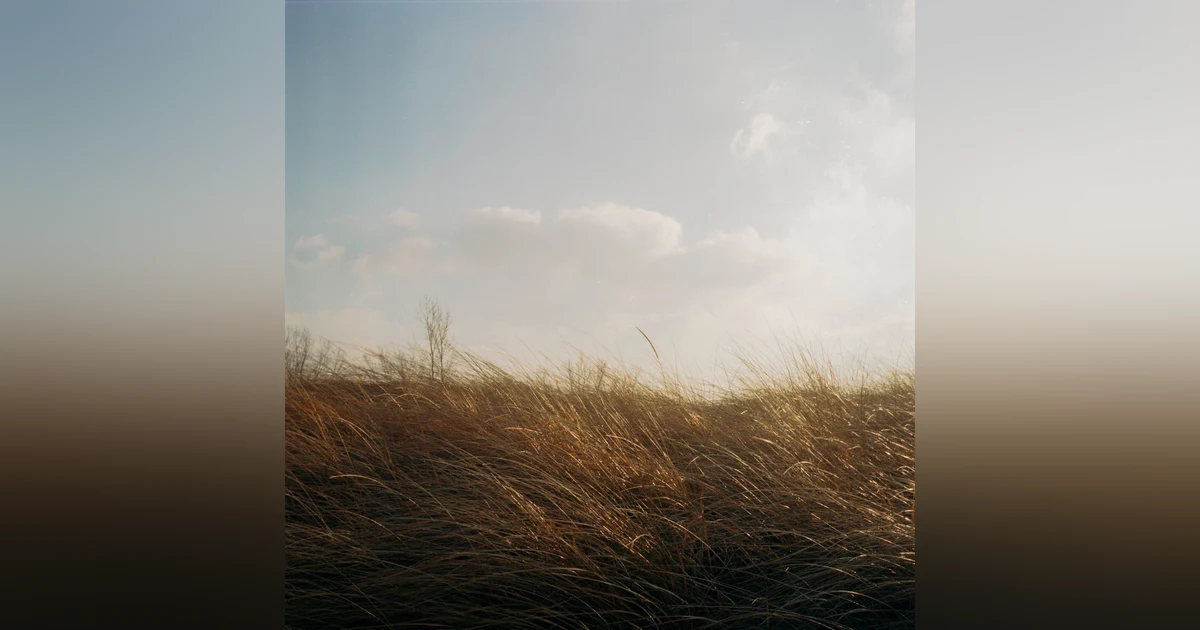 Nature's Lullaby: Relaxing White Noise of Wind Through Trees