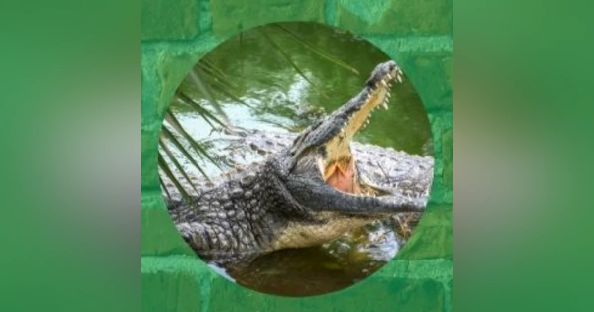 Ifa Animals: The Crocodile