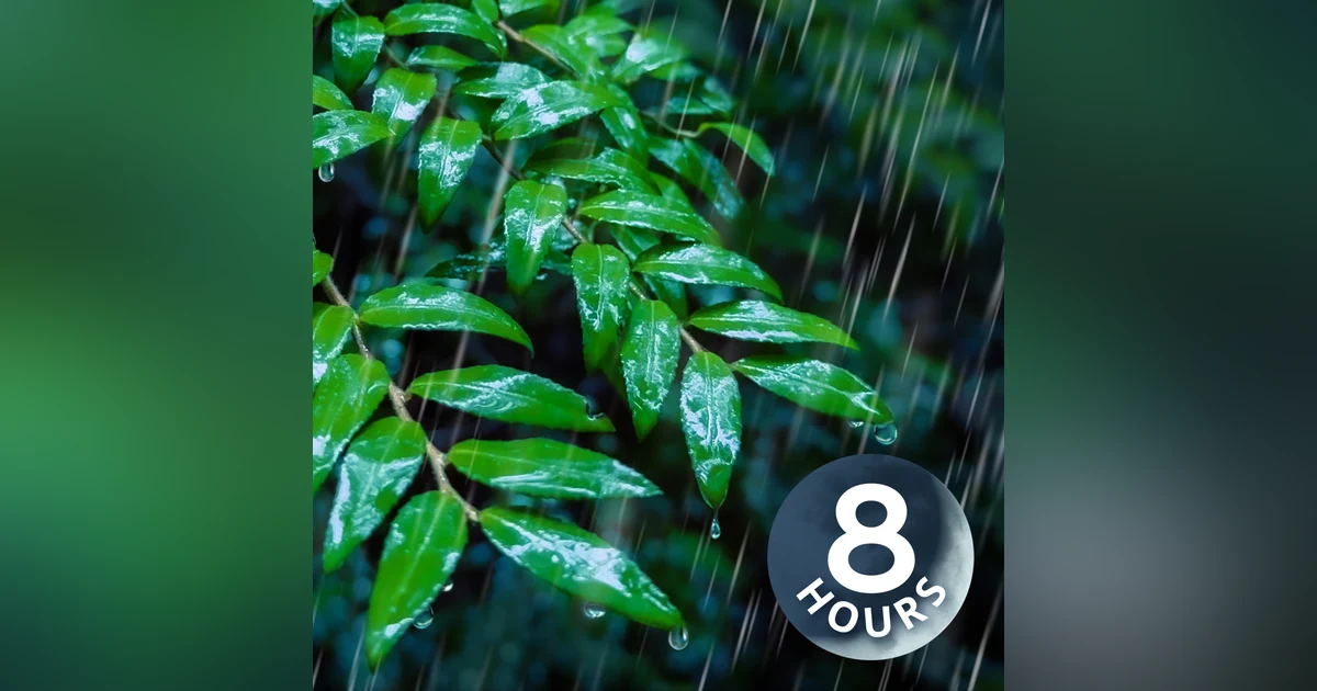 Sleep to Rainstorm in a Forest | 8 Hour Relaxing Rain Sounds for Sleeping