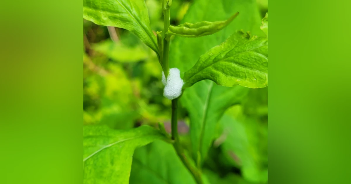 Spittlebug