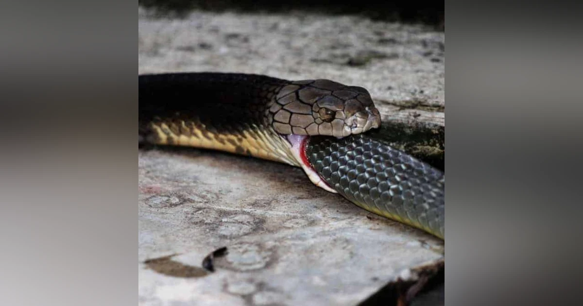 Cannibalism: A Perfectly Natural History