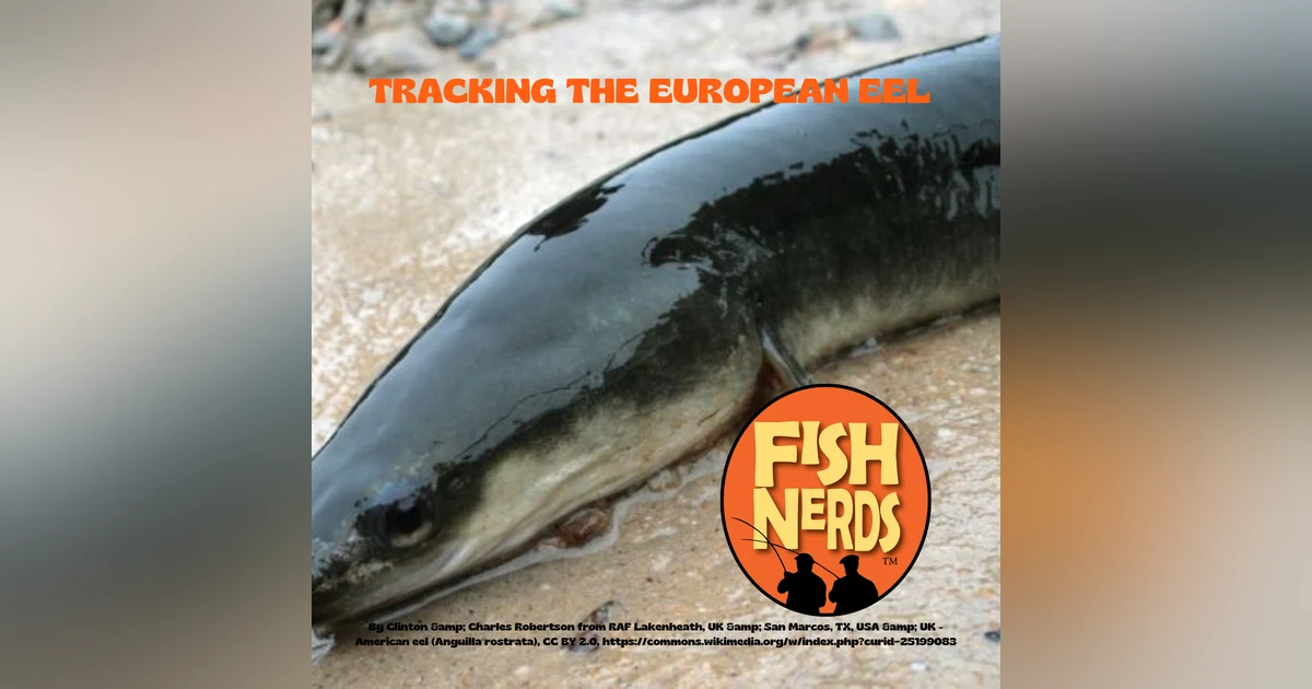 Tracking the European Eel and Drop Shotting ep 305