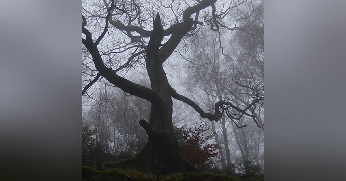 Historias de Miedo Septiembre 2 2020 LOS NIÑOS DEL ÁRBOL