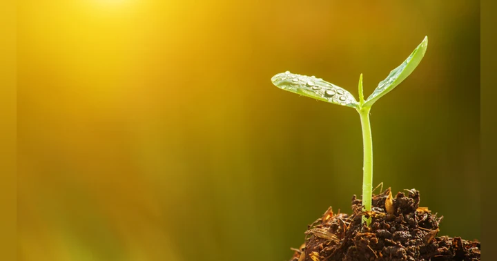 image for Starting Seeds: A Quiet Ritual That Brings the Garden Back to Life