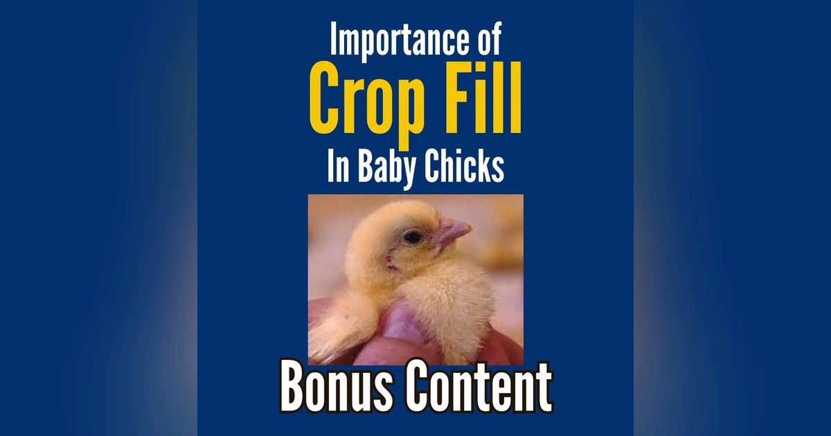 BONUS CONTENT: The Importance of Early Feeding and Monitoring Crop Fill in Chicks