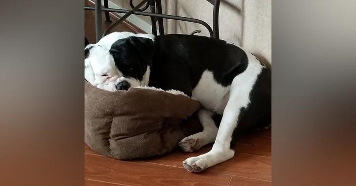 image for Easing Separation Anxiety: Preparing Your Pet for Your Absence