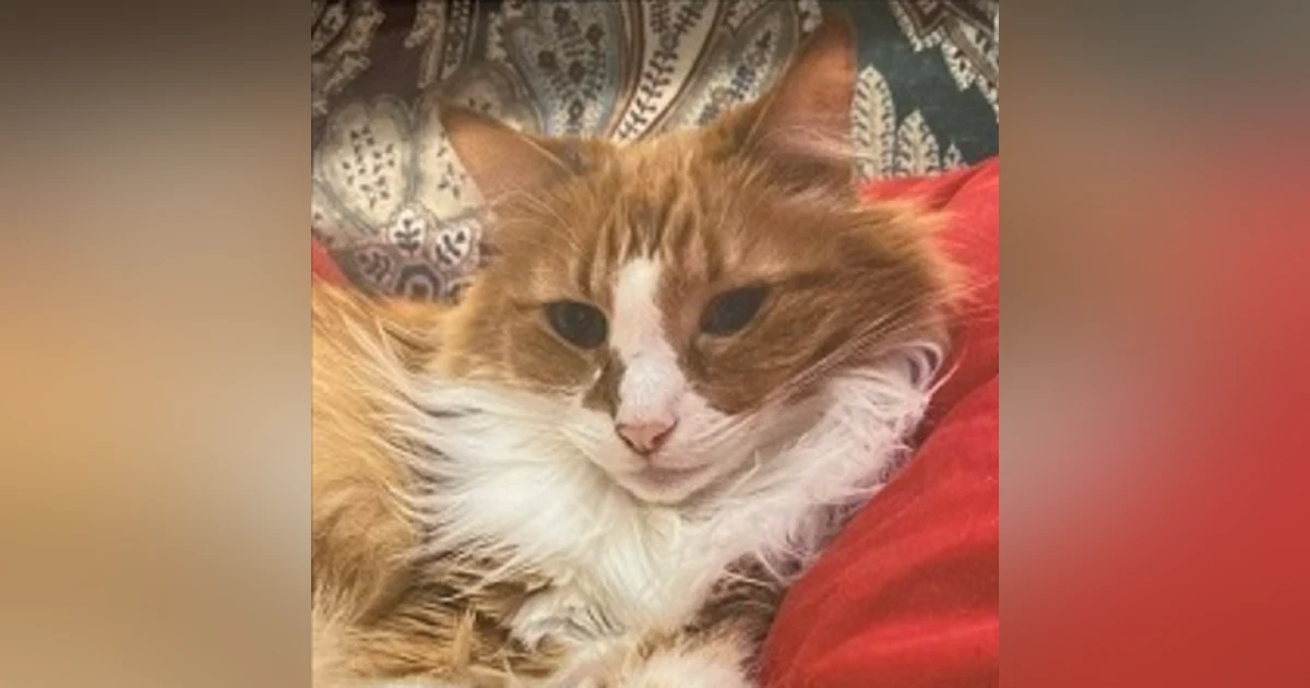 Ross: A Warrior, A Friend, Endless Love…Our Cat