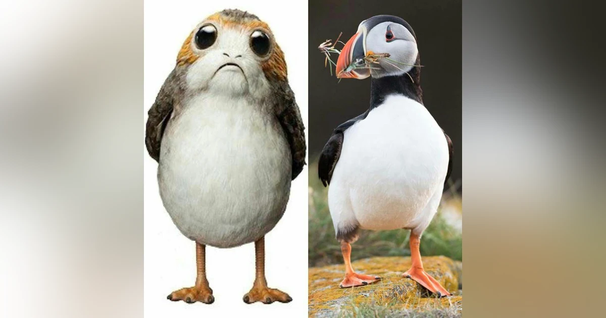 Star Wars Science - Porgs & Puffins With Ornithologist Mark Peck - What She Said Extended Interview