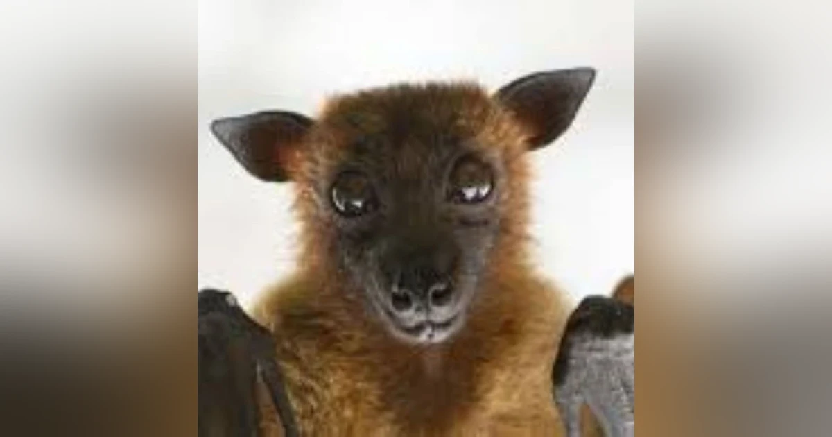 S6 E5: Have You Gone Batty? The Story of Bats, Disease and the Environment