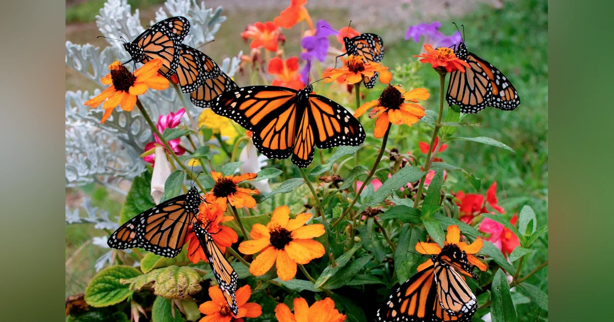 700 - Butterflies at Rest