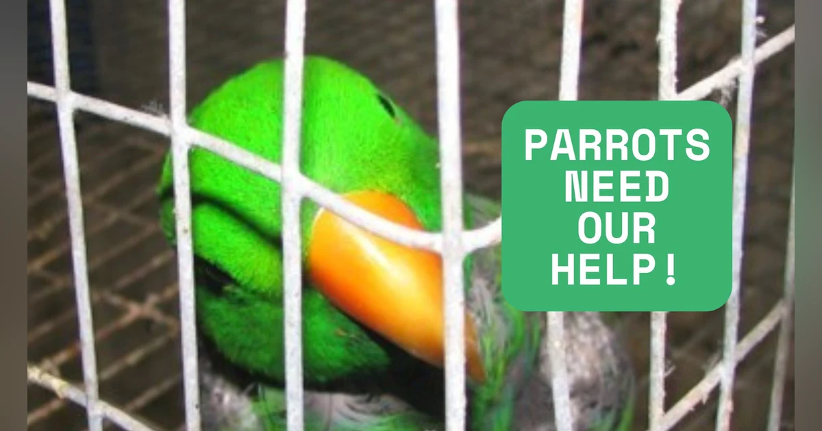UnchainedTV: Parrots in Crisis! They are NOT Pets!