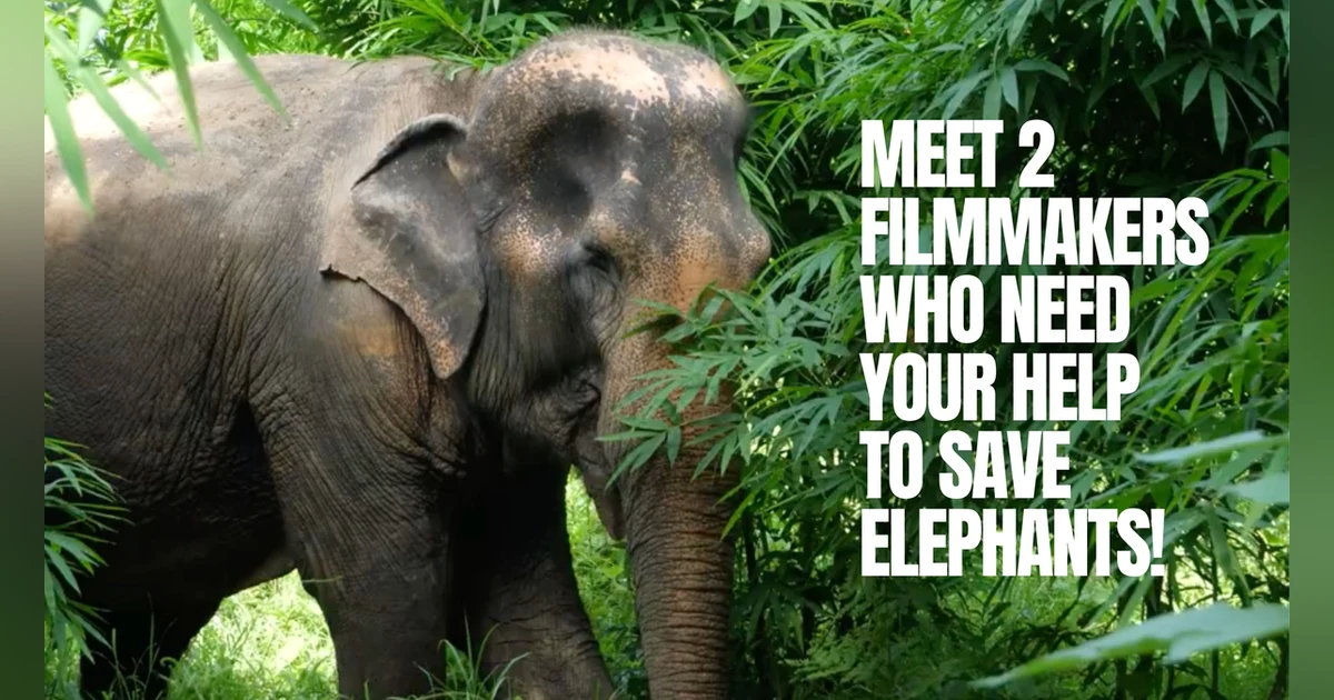 UnchainedTV: Let's Save Some Elephants NOW!