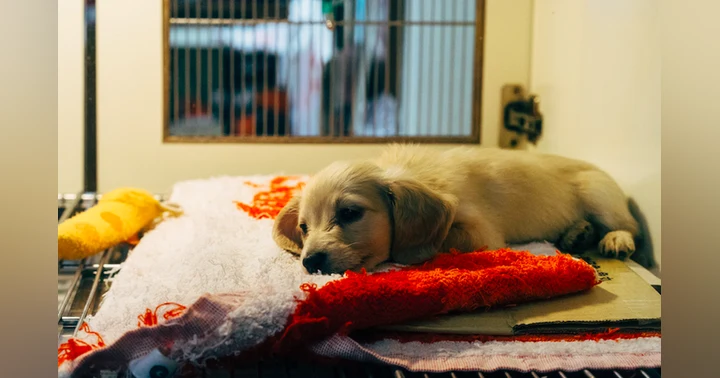 image for A Recent Guest Volunteered in a Veterinary Clinic While in High School. Here Is What It Did to His College Application (BTW, Today He is a Very Accomplished Doctor of Veterinary Medicine and University Professor!)