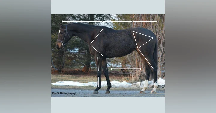 image for Follow Up! OTTB on Tap Evaluates Vol 2: Were our assessments correct? The Owners Weigh In!