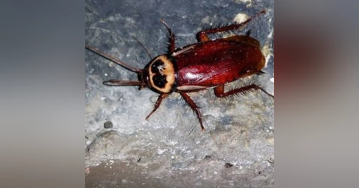 Historias de Miedo Enero 6 2021 LA MUJER CUCARACHA