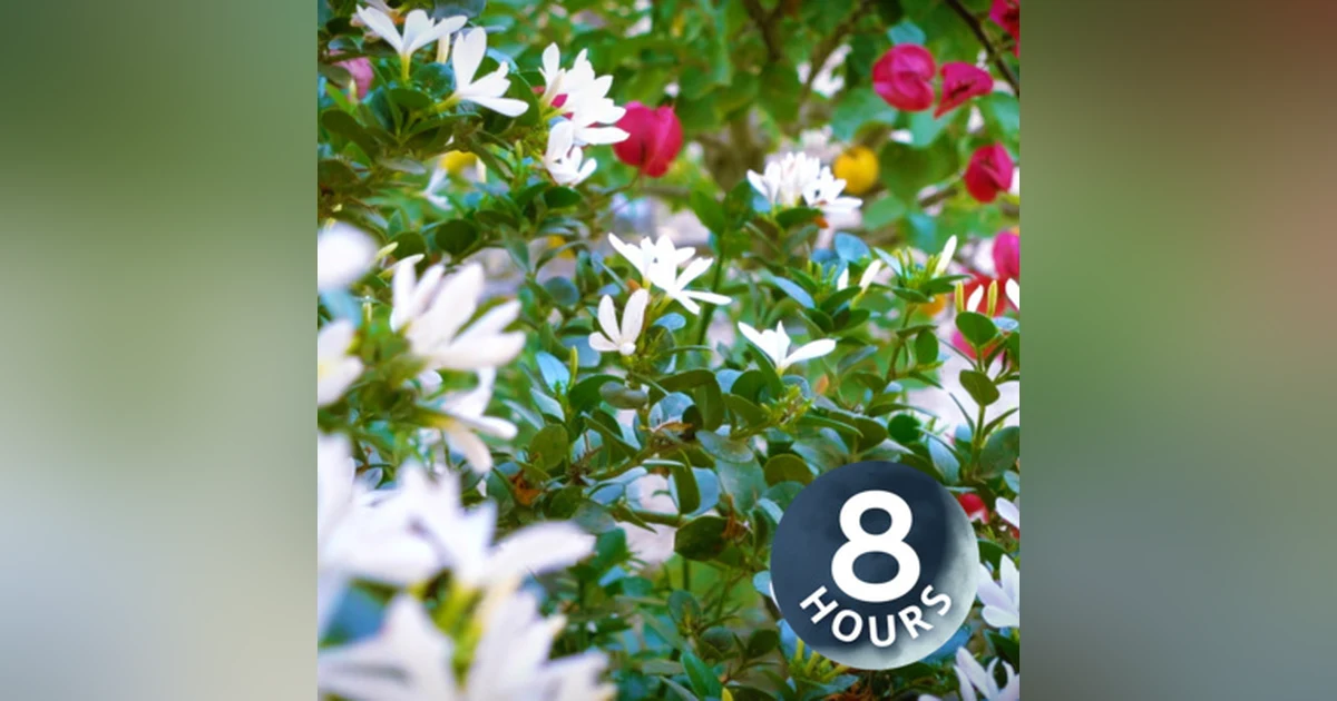 Wind In The Trees White Noise 8 hours | for Focus, Sleeping, Studying | Nature Sounds