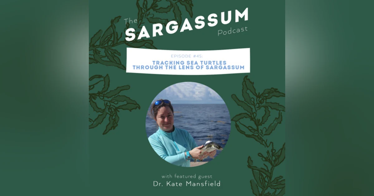 Ep. 45 Tracking Turtles Through the Lens of Sargassum with Dr. Kate Mansfield