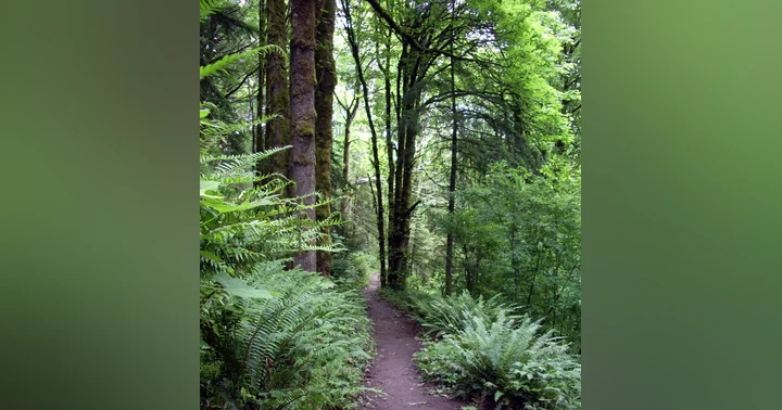 image for The Hunt for the Forest Park Killer