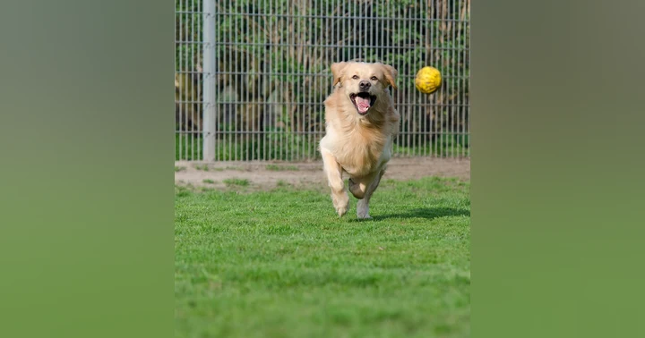 image for Choosing the Right Pet Boarding Facility: Mistakes to Avoid