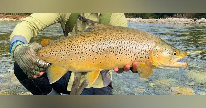 image for Going Ninja: Hunting Giant Trout on the South Island of New Zealand