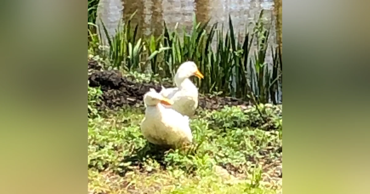 35. Animals