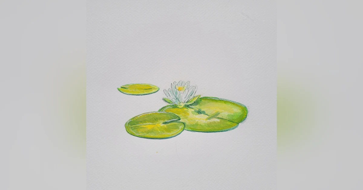 Lily Pads and Water Lilies